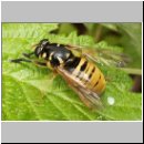 Temnostoma vespiforme - Wespen-Moderholzschwebfliege w03.jpg